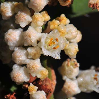 Cuscuta indecora, Bigseed Alfalfa Dodder, Southwest Desert Flora